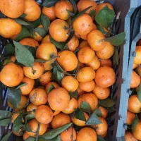 فروش نارنگی شیرین