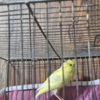 قناری ماده|پرنده|شیراز, ریاستی|دیوار