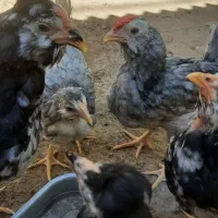 نیمچه گلین طوسی و خال سوزنی