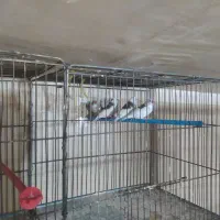 فنج|پرنده|قزوین, |دیوار