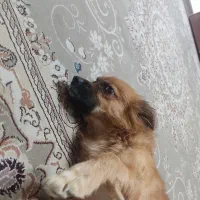 سگ پاکوتاه