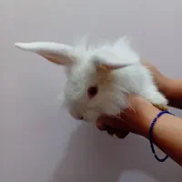 انواع خرگوش لوپ|موش و خرگوش|اراک, |دیوار