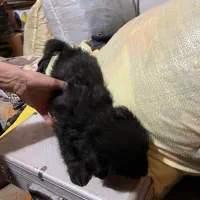 واگذاری توله شیتزو بدون فروش