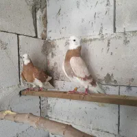 کچکله و هفت رنگ. و موشی