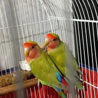 کوتوله برزیلی|پرنده|شیراز, سعدیه جنوبی|دیوار