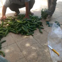 فروش‌ خیار نوبر شوری