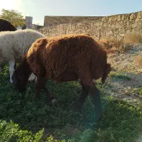 بره قوچی هترو قزل افشار|حیوانات مزرعه|مشهد, چهاربرج|دیوار