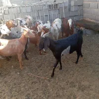 تعداد ۲۷ راس بز زاییده و ابستن|حیوانات مزرعه|مهریز, |دیوار