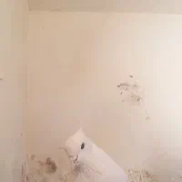 کبوتر باخت رفته|پرنده|فردوس (خراسان), |دیوار