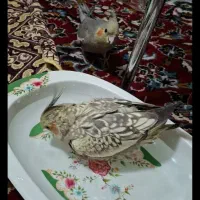 عروس هلندی