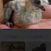 جوجه یه هفته ای
