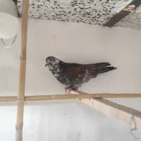 کبوتر پرشی|پرنده|مهدی شهر, |دیوار