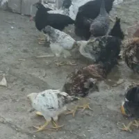 جوجه مرغ