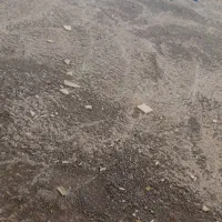 گوسفند تعداد بالا