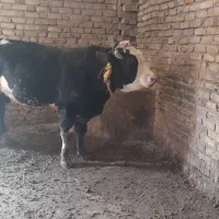 گاو نر سیمینتال