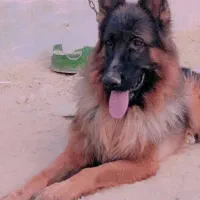 ژرمن شپرت نر