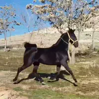 اسب مادیان مشکی(سیاه)
