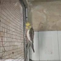 عروس هلندی نر|پرنده|خاش, |دیوار