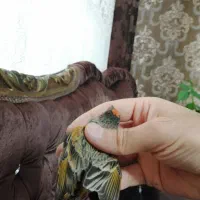 گلبسر نر گلدار زعفرونی دهن سره|پرنده|تهران, صد دستگاه|دیوار