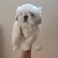 شینزو  مالتیز