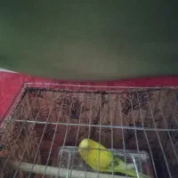 مرغ عشق ماده