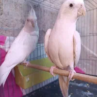 عروس هلندی البینو مولد نروماده