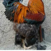 برهما غول پیکر سنگین وزن اگه میخوای زنگ بزن