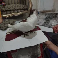 پشتدار|پرنده|اردبیل, |دیوار