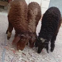 ۳عدد بره نر
