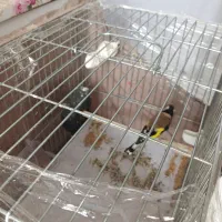 سهره و جوجه گلبسر