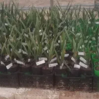 نمایندگی رسمی نخل کشت بافت و پاجوش گلخانه ای|خدمات باغبانی و درختکاری|برازجان, |دیوار