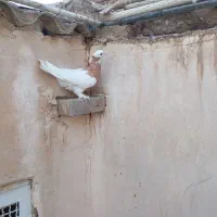 طوقی نر زرد موش پا کاکلی|پرنده|قم, مجیدیه|دیوار