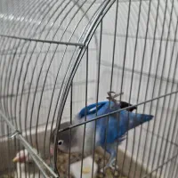 طوطی برزیلی|پرنده|نسیمشهر, |دیوار