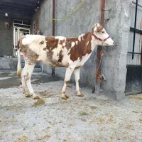 گوساله سیمینتال|حیوانات مزرعه|بیلوار, |دیوار