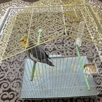 فروش عروس هلندی|پرنده|نقده, |دیوار