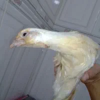 مرغ آشتی آلبینو|حیوانات مزرعه|بندرعباس, |دیوار