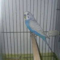 مرغ عشق نر کار.مرغ عشق ماده تک