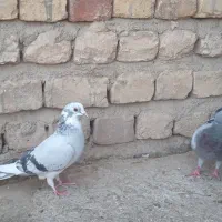 جوجه|پرنده|قم, امامزاده ابراهیم|دیوار