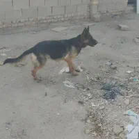 سگ ژرمن|سگ|اصفهان, لیمجیر|دیوار