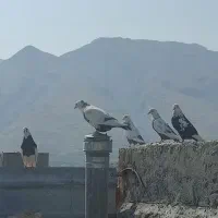 فروش کبوتر|پرنده|جهرم, |دیوار