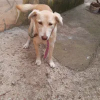 واگذاری سگ رایگان|سگ|ماسال, |دیوار