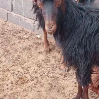 یک جفت بز آبست|حیوانات مزرعه|تربت جام, معدآباد|دیوار