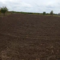 اجاره-زمین-برای-شالیزاری