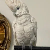 طوطی کاکادو
