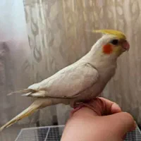 عروس هلندی
