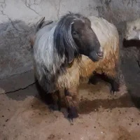 فروش قوچ بختیاری اصل تیشتر پازنی میش زاییده|حیوانات مزرعه|قلعه ممبی, |دیوار