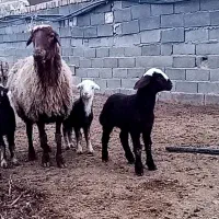 بره نر شیری هترو از میش چارقلو و سه قلوزا|حیوانات مزرعه|قوچان, |دیوار