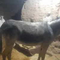 دو عدد خر گله یک عدد نرکی اخته دوم ماچکی|حیوانات مزرعه|قم, قلعه عموحسین|دیوار