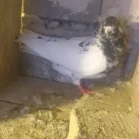 کفتر کله ای|پرنده|بستان آباد, |دیوار