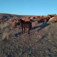 بز نر چهار دندان|حیوانات مزرعه|ارشق, |دیوار